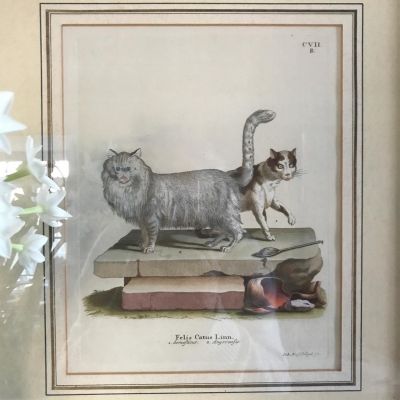 18th Century Cat Engraving